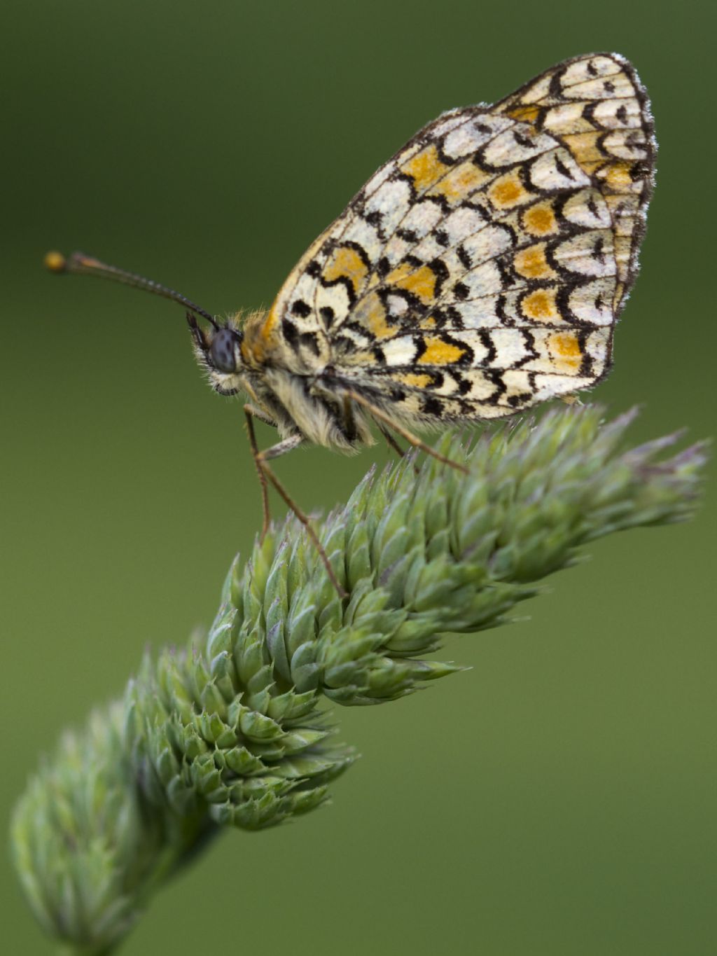 Melitaea phobe? No, Melitaea ornata